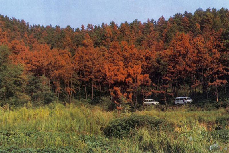 那不是秋天的红叶——林业有害生物监测